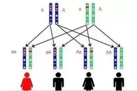 丑的基因更强大还是好看的基因更强大？图片