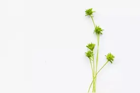 一天一成语：才气无双图片