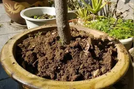 盆土硬邦邦，3种方法变松软肥沃，花儿才能长得旺图片