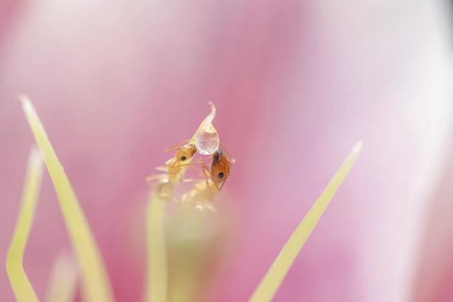 太震撼！适马105mm微距镜头下的梦幻蚂蚁王国