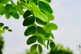 五月你好：愿你心怀希望，向阳生长！图片