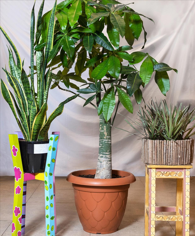 花卉植物图片及名称大全(室内木本花卉植物名称图片)-措必培