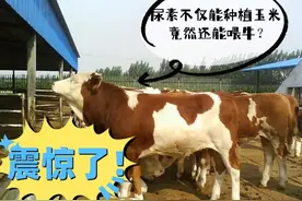 养殖户谁能知道：尿素不仅能种植玉米，竟然还能养牛图片