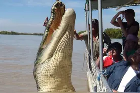 8米巨鳄有多可怕？印尼男子遭8米巨鳄活吞，搜救3天后找到碎尸图片