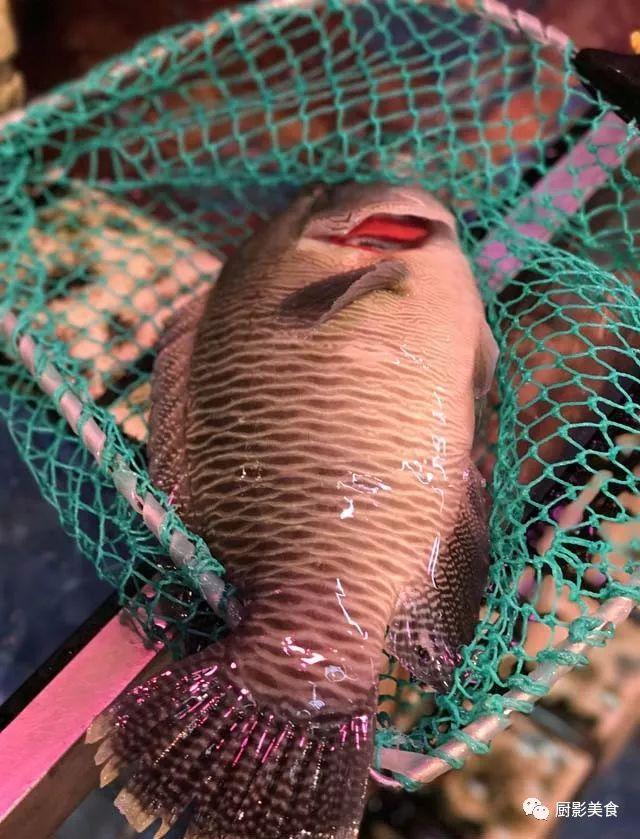 40头的花胶是几级 2025年花胶40头是什么意思?