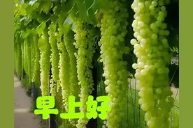 微信发早上好的一般是什么人，什么心态？你发早上好吗？图片