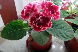 这5种神奇的花，摘下一片叶子，就可以扦插繁殖图片