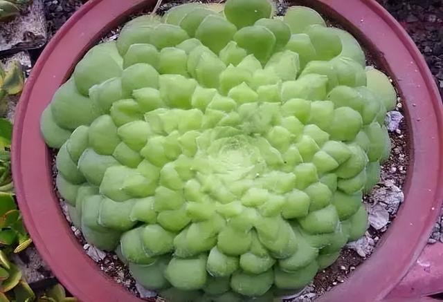 270种常见多肉图谱，一分钟认全！