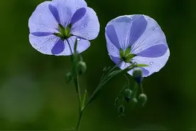 春暖花开图片