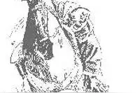 海河畔神秘车祸始末图片