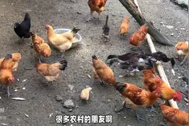 鸡不下蛋，农村老头的绝妙方法，让你轻松解决图片