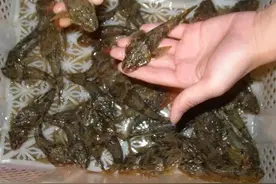 钓鱼得认识鱼，不是啥鱼都能钓，这5种鱼钓到要放生图片