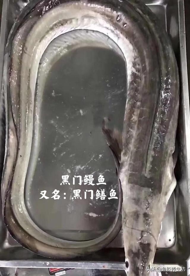 黄鳗鱼胶的功效与作用 2026年黄鳗鱼胶的功效与作用是什么
