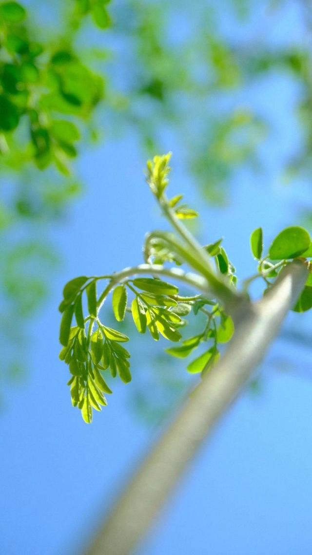 翠绿满枝丫生命自然绝美壁纸(绿色背景四美女) - 冷求网