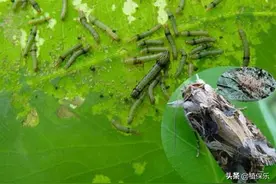 虫螨腈杀虫谱到底有多广，一起来看看图片