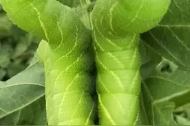 农村常见的“害虫”，人称豆丹，一斤收购价50块，比小龙虾都贵图片