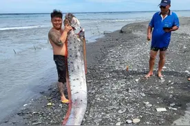 “地震鱼”现身台湾，足有6米长，真是地震前兆吗？图片