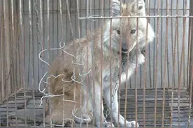 豺狼虎豹中的豺究竟有多厉害？为什么连老虎都怕它？图片