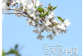 行走河南 读懂中国丨又见人间四月天，中原无处不飞花图片