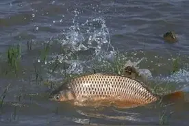 方言之细腻，普通话难以表达，看看这些湖北方言词汇……图片