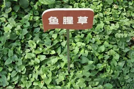 有天然的鱼腥味，别名折耳根，遭很多人嫌弃，殊不知它价值珍贵图片