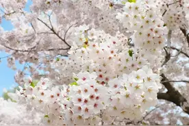 因为在大连，不用“花”心思！花见花开，人见人爱！图片