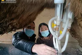 6小时，一瓶巴氏鲜驼奶摆上货架图片