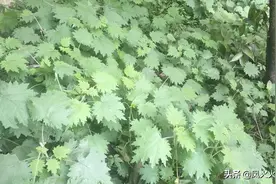 “会咬人的草”你见过吗？这种草居然还是美味佳肴图片