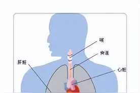 参与新陈代谢的六大器官图片