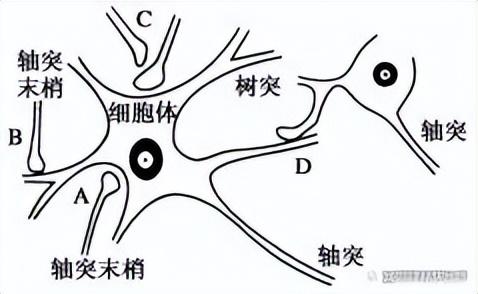 高中生物-人体内环境稳态的生理意义及调节