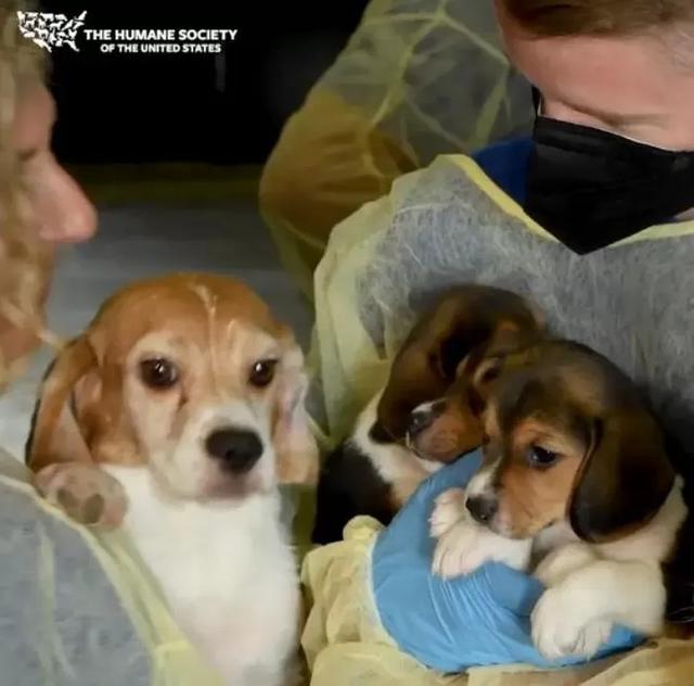 困在研究所一辈子接受“药物试验”的比格犬，被救助人员解救出来