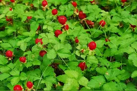 蛇莓的习性、生长环境、养殖技巧、注意问题图片