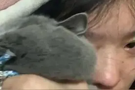 贵州女子看情感故事哭了，把猫咪当成擦脸巾，猫的反应让网友笑了图片