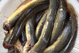 泥鳅（水中人参）怎样做好吃图片