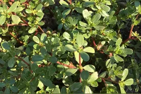 晒不死的中药——马齿苋图片