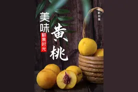 九龙景区黄桃熟了，又大又甜，一口下去超满足！图片