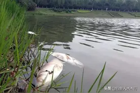 常说“死鱼正口，收竿就走”是怎么回事？听老人的走就对了图片
