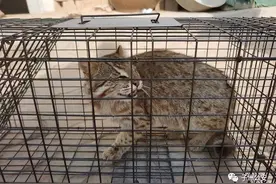 榆林子洲警方成功救助一只豹猫图片