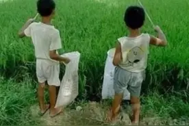 儿时回忆之钓小青蛙图片
