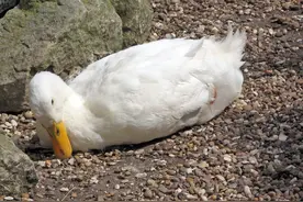 大白鸭患霍乱病怎么办？图片