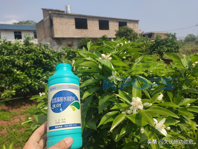 氨基酸水溶肥哪家好？有答案了