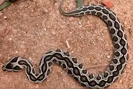 有“肾亏蛇”和“改嫁蛇”之称的百步金钱豹，到底有多毒？图片