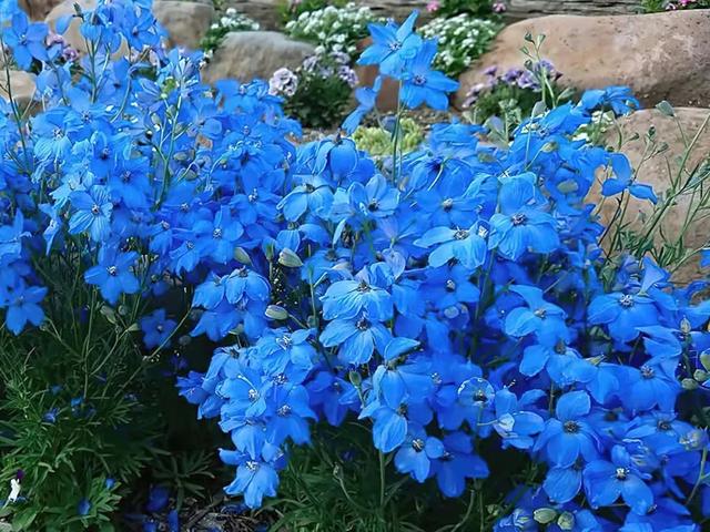 优雅冷艳易爆盆,花园中耀眼夺目的蓝色系草花