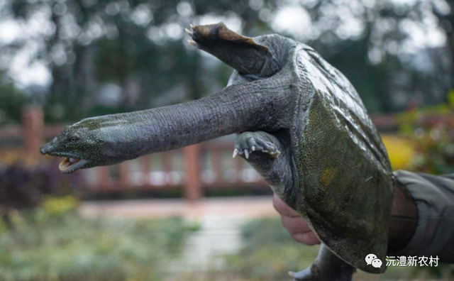 【寻味常德】从一钵常德甲鱼说起(图1)