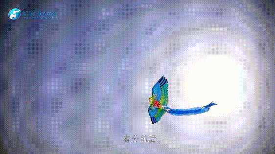 春分｜放飞纸鸢 在云端看见春日里的中国