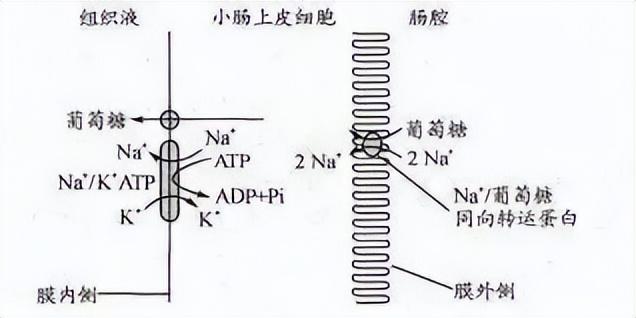 主动运输的三种能量供应原理