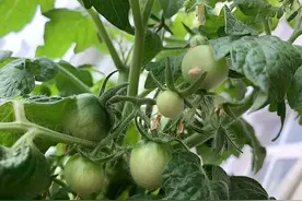 家庭养小番茄，简单“3步”，植株旺盛长得高，果子多很漂亮图片