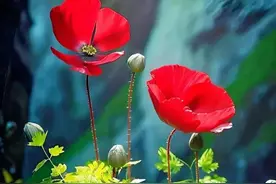 丈母娘住女儿女婿家：做好十个细节，自身体面，全家和美图片