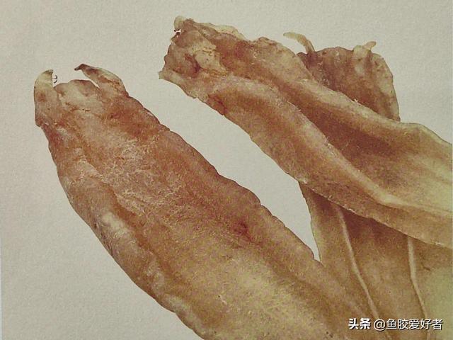 双背鱼胶 2026年双背鱼胶的功效和作用