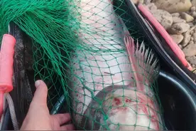 浅谈钓鲢鳙的水层和钩距，及时调整改善明显，比别人钓得多哦！图片